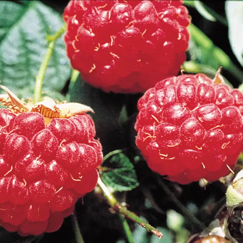 Mammoth Red Raspberry Plant - Productive Fruit-Bearing Cane