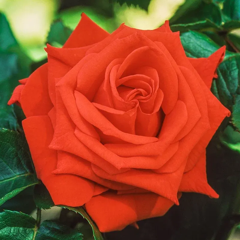 Tropicana Hybrid Tea Rose - Fragrant Orange-Red Garden Shrub 1