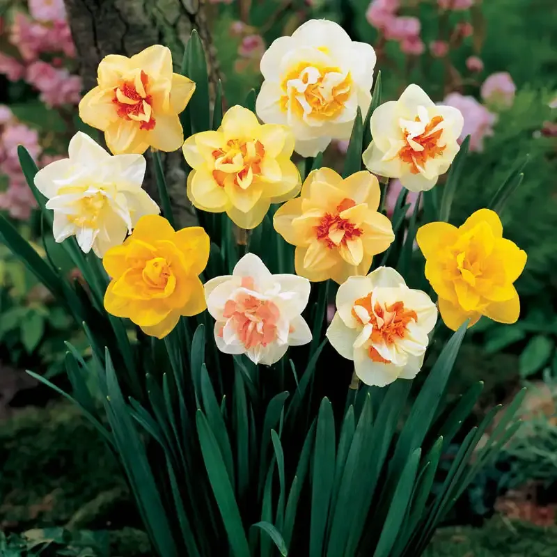 Double Daffodil Bulb Mix - Multi-Petal Spring Flowering Assortment