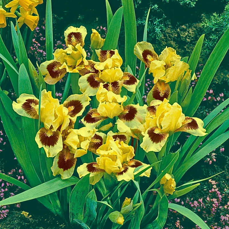 Dwarf Bearded Iris Rhizomes - Compact Early Spring Perennial Garden Plant 1