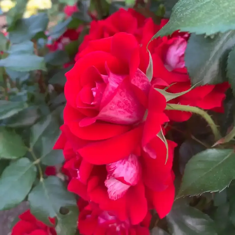 Take It Easy Rose Floral Decorative Ornament 2