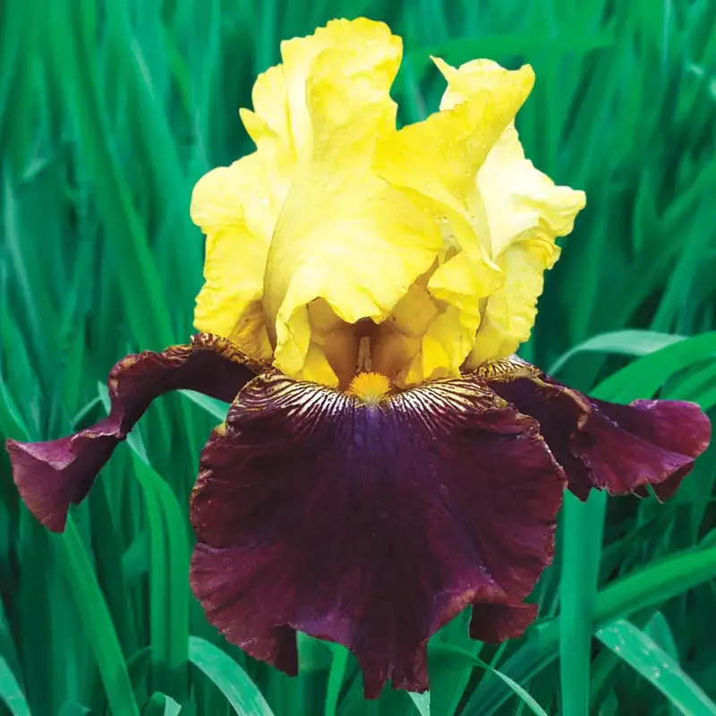 Reblooming Iris Rhizomes for Extended Seasonal Flowering