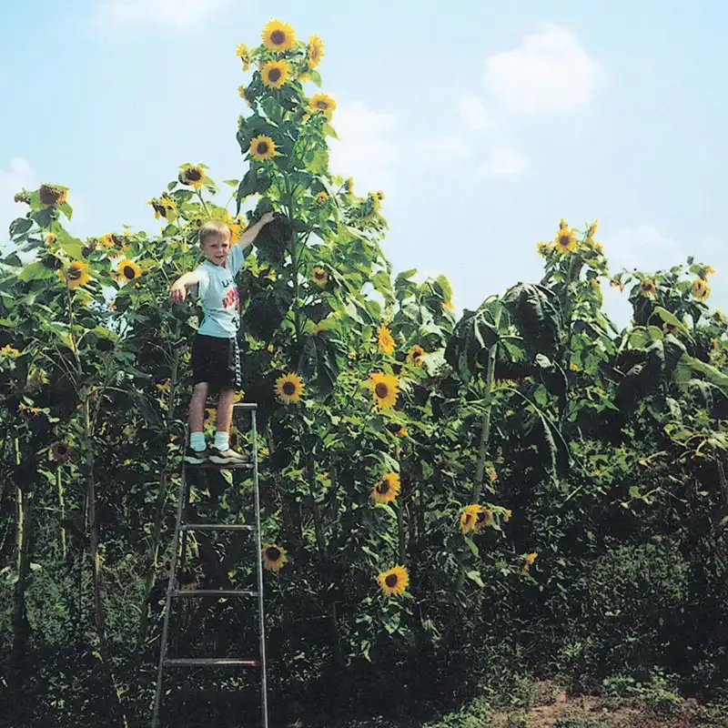 Skyscraper Sunflower Seeds - Giant Tall Variety for Garden Cultivation