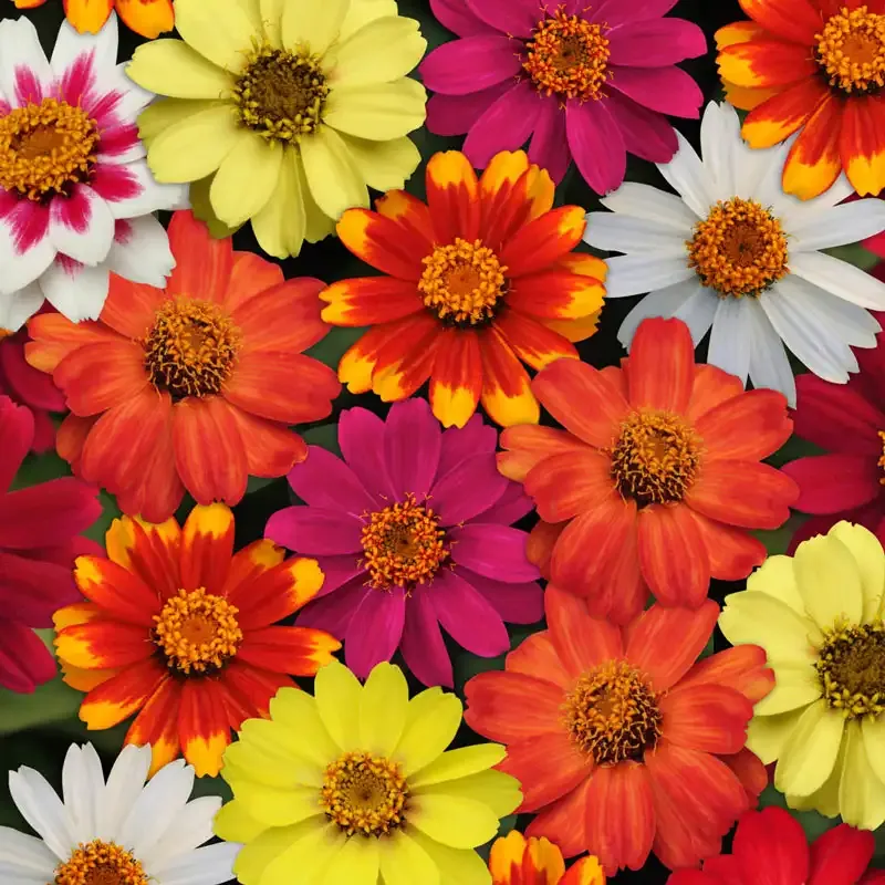 Improved Zinnia Seed Mix - Disease Resistant Annual Flower Seeds