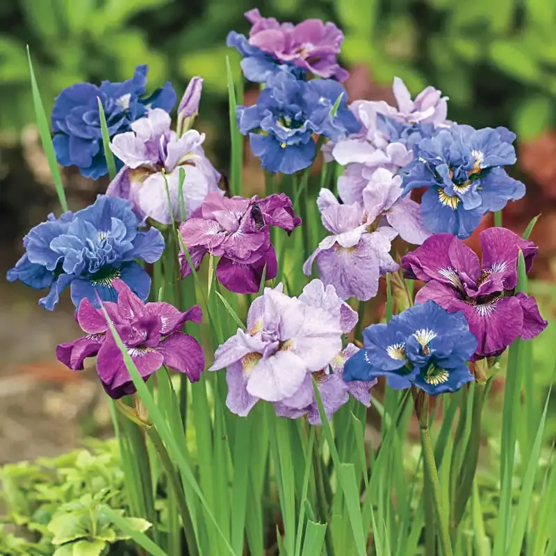 Siberian Iris Mix - Hardy Perennial Flowering Plants