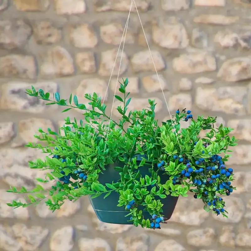Trailing Blueberry Plant for Hanging Baskets - Compact Fruit-Bearing Shrub 1
