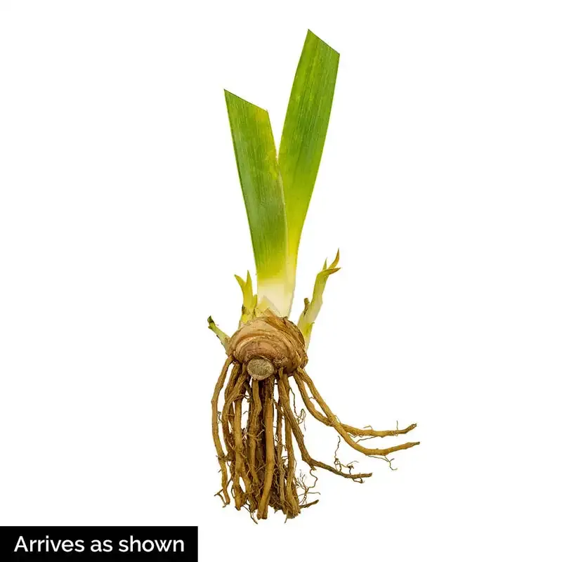 World Premier Bearded Iris Perennial Rhizome 1