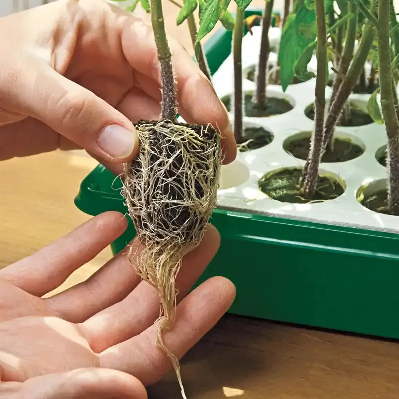 Seed Starting Kit with Propagation Trays for Indoor Seed Germination 3