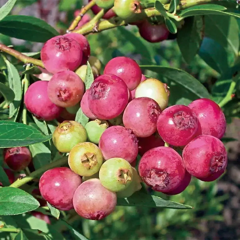 Pink Lemonade Blueberry Plant - Ornamental Fruit-Bearing Shrub 1