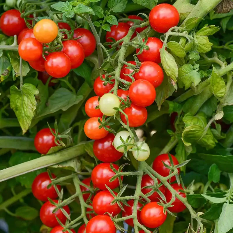Candyland Red Tomato Seeds - Indeterminate Cherry Tomato Variety