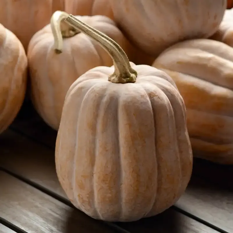 Autumn Frost Hybrid Winter Squash Seeds 1
