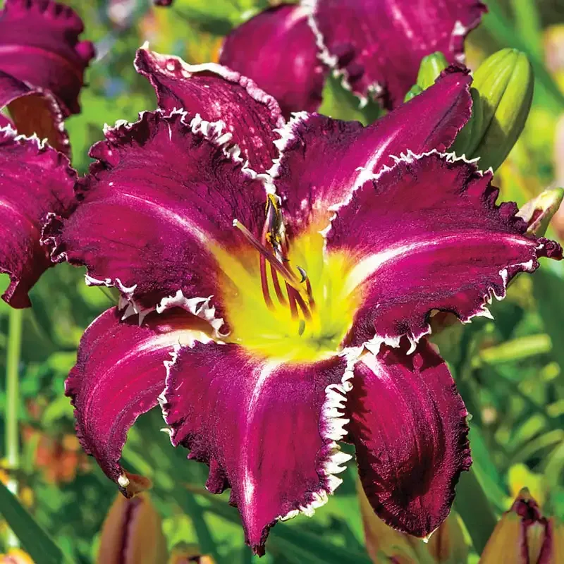 Snaggle Tooth Daylily Perennial Garden Plant 1