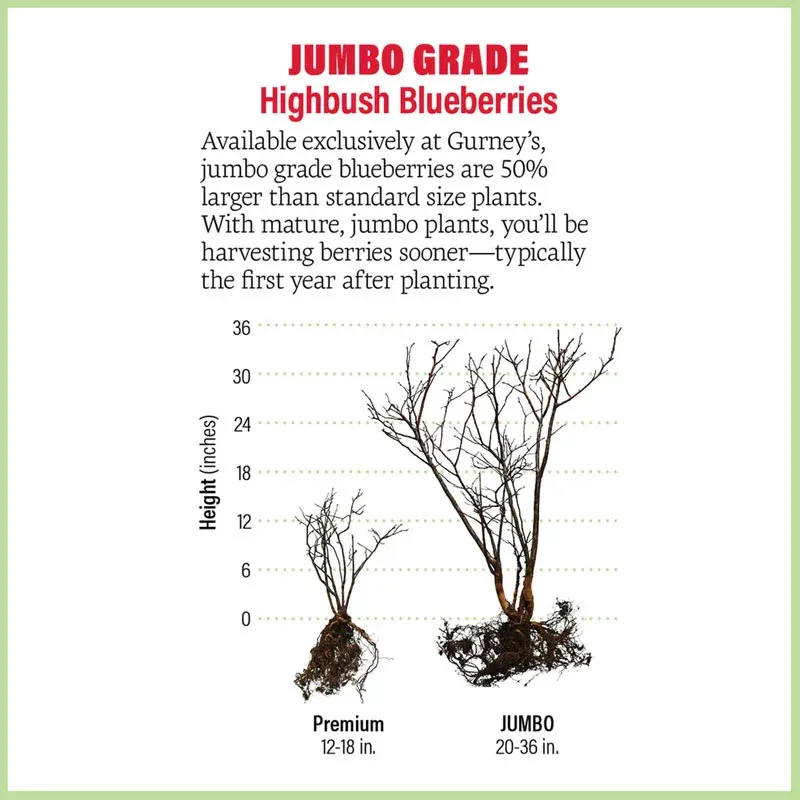 Misty Southern Highbush Blueberry Live Plant 1