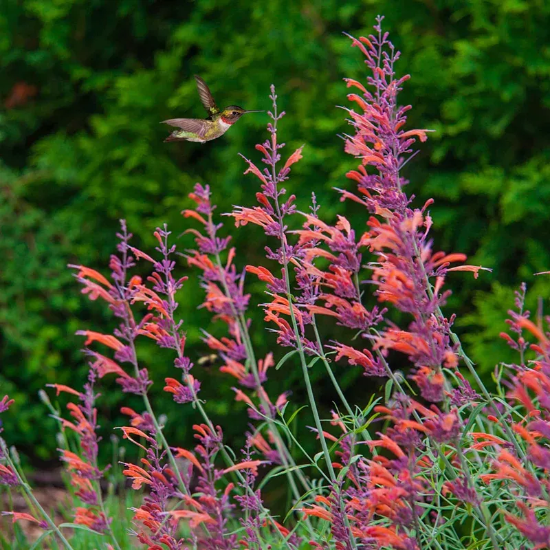 Apache Sunset Hummingbird Metal Garden Ornament