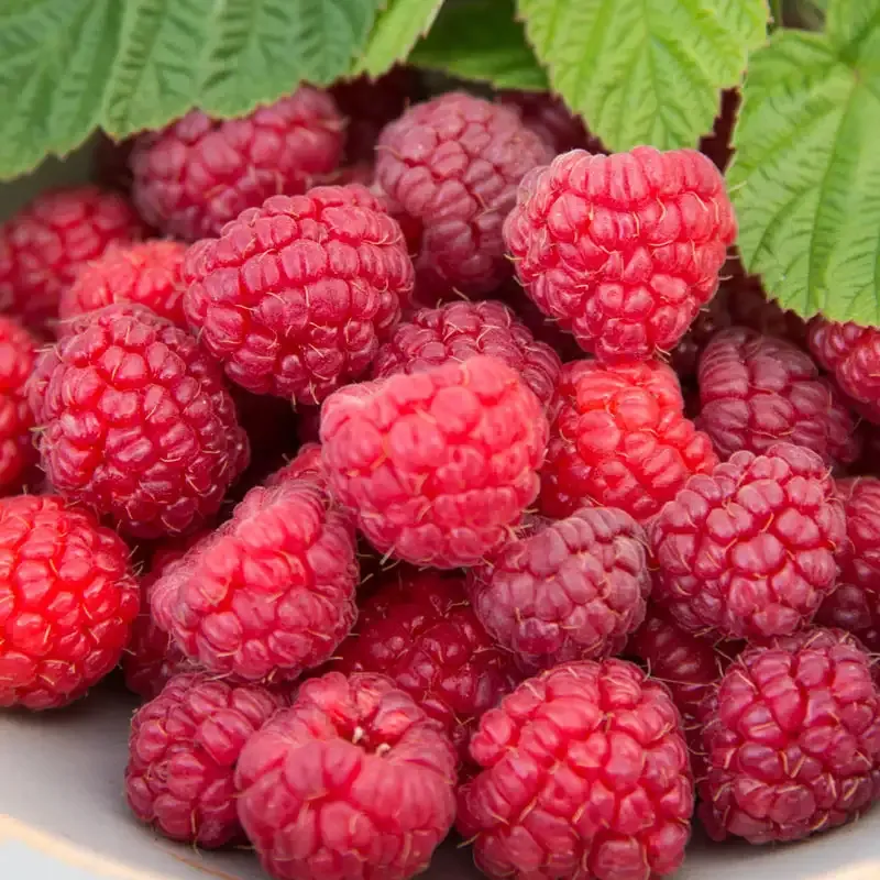 Meeker Raspberry Plants - High-Yield Summer-Bearing Rubus idaeus