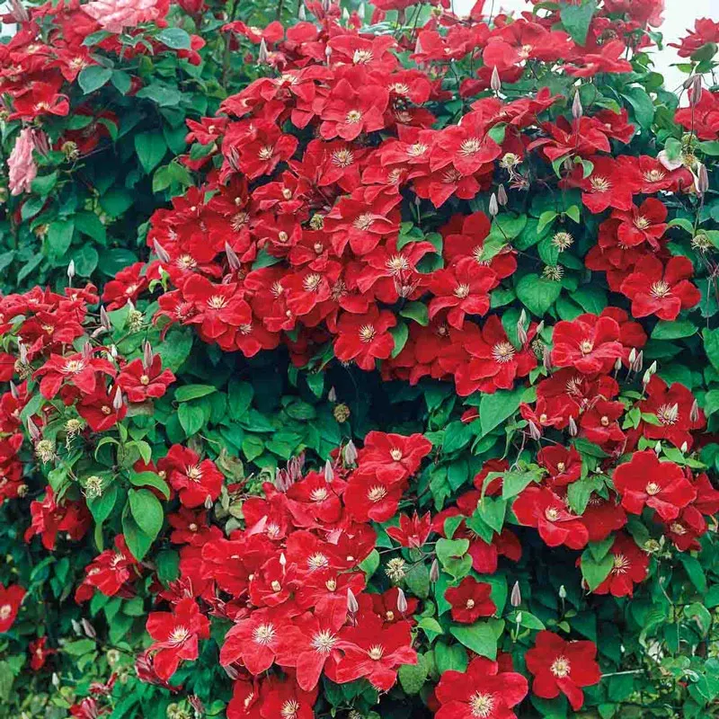 Clematis 'Rouge Cardinal' Large-Flowered Perennial Climbing Vine