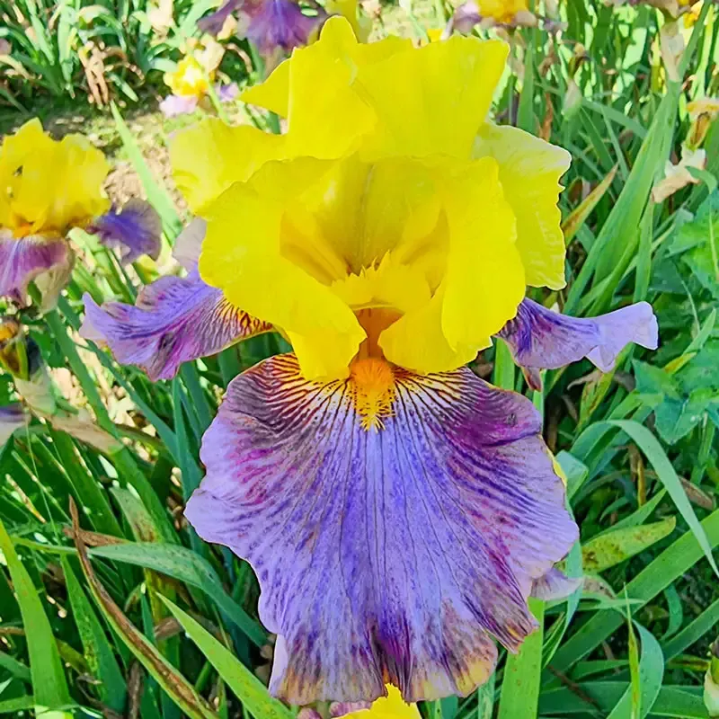 Sunrise at Sea Reblooming Bearded Iris Perennial Rhizomes