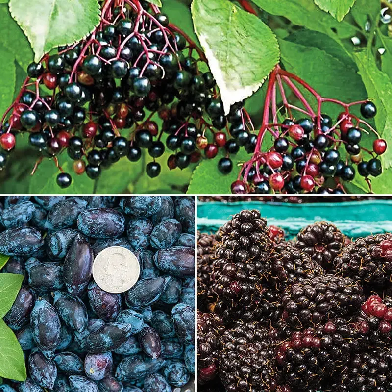 All Season Native Fruit Collection - Assorted Seasonal Fruit Selection