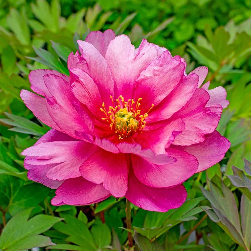 Pink Double Dandy Itoh Peony Intersectional Hybrid Perennial 1