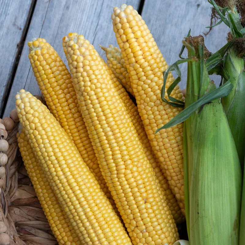 Cornzilla Sweet Corn (sh2) Hybrid Seeds 1