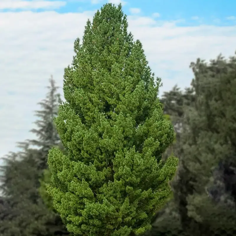 Natural White Pine Botanical Display Piece