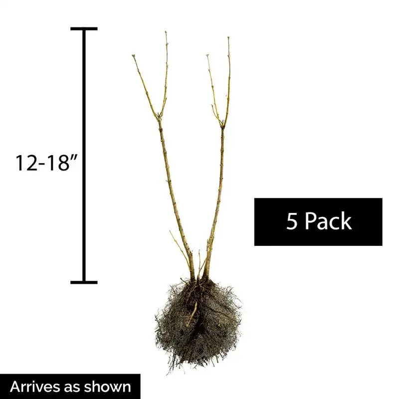 Autumn Jazz Viburnum Deciduous Privacy Hedge Shrub 5