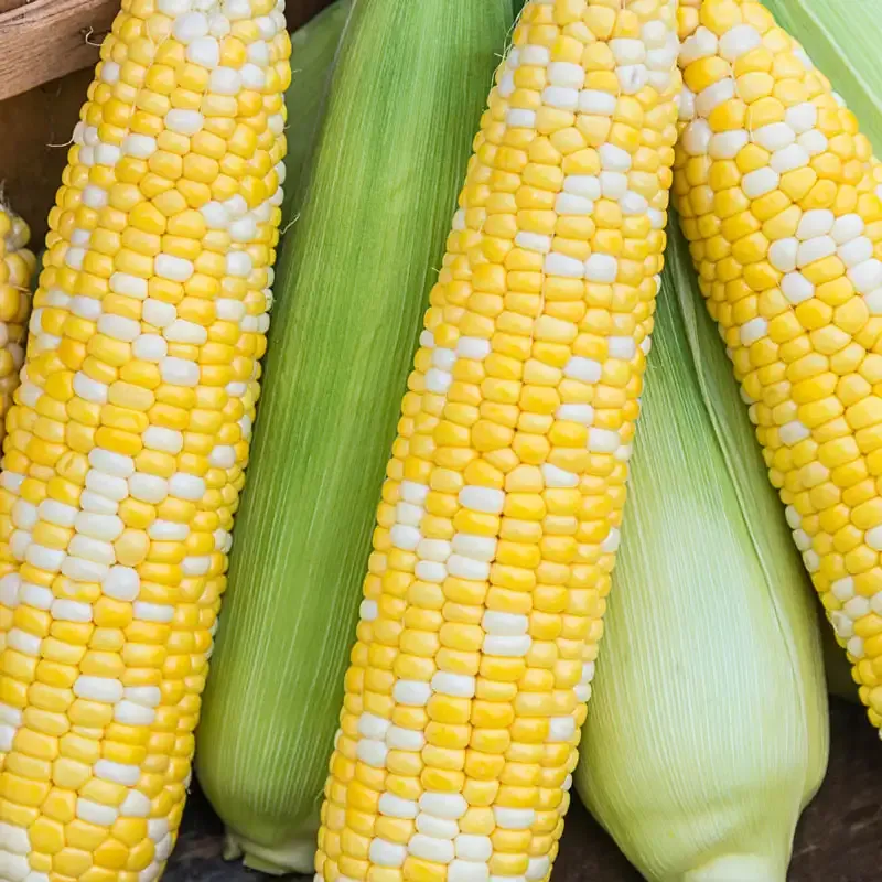 Hybrid Sweet Corn Seeds for Home Vegetable Gardening 2