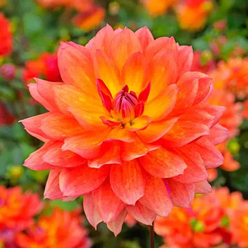 Firepot Dahlia Metal Fire Pit Bowl for Outdoor Heating