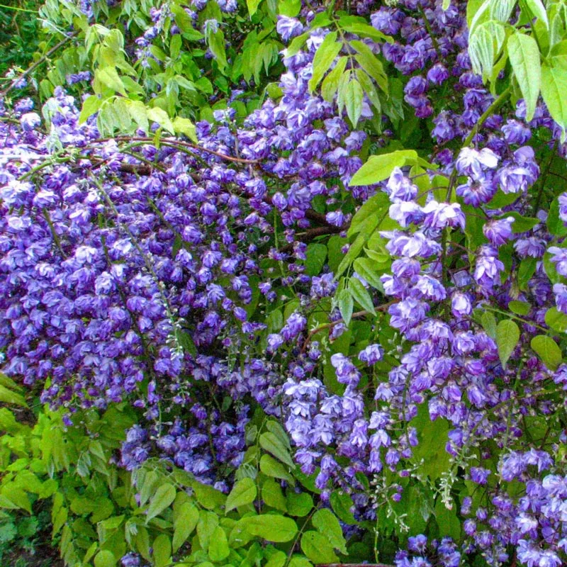 Black Dragon Wisteria Climbing Vine - Deep Purple Double-Flowering Perennial