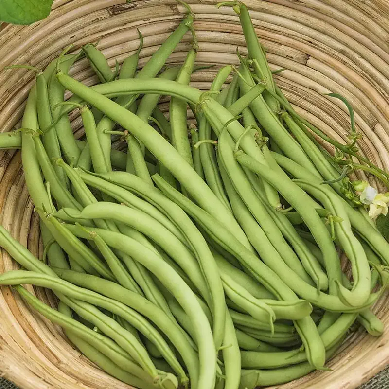 Early Contender Bush Bean Seeds - High-Yield Heirloom Vegetable Variety 2