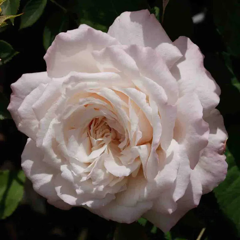 Belinda’s Blush Shrub Rose - Disease Resistant Repeat-Blooming Garden Plant 1