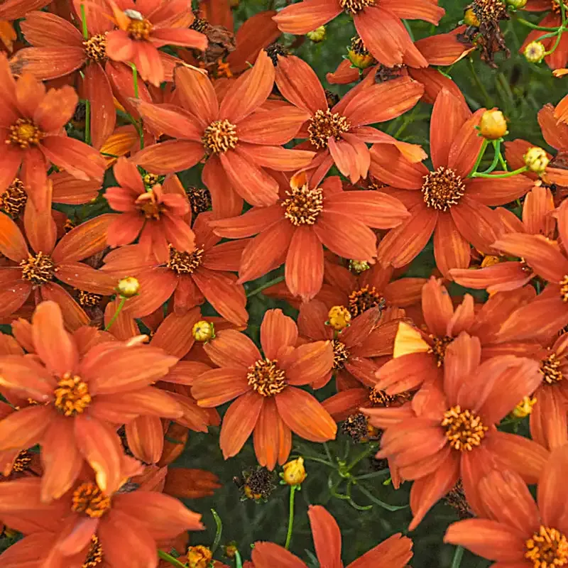 Crazy Cayenne Tickseed Coreopsis Perennial Flowering Plant 1