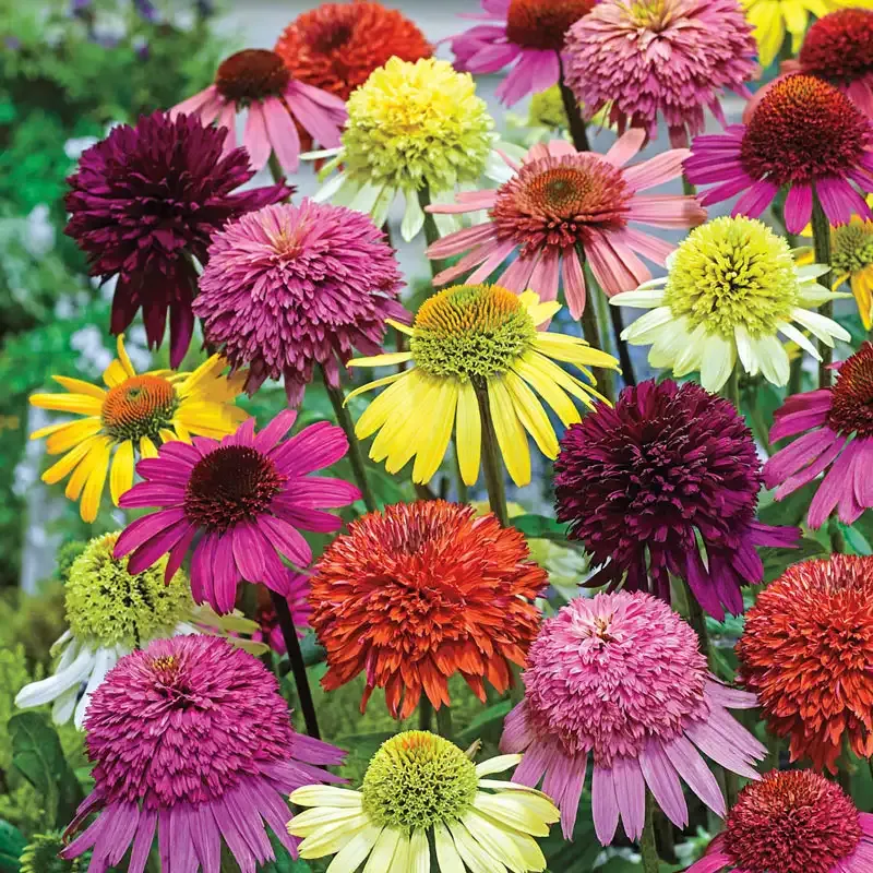 Hybrid Coneflower Mix - Perennial Echinacea Flower Seeds