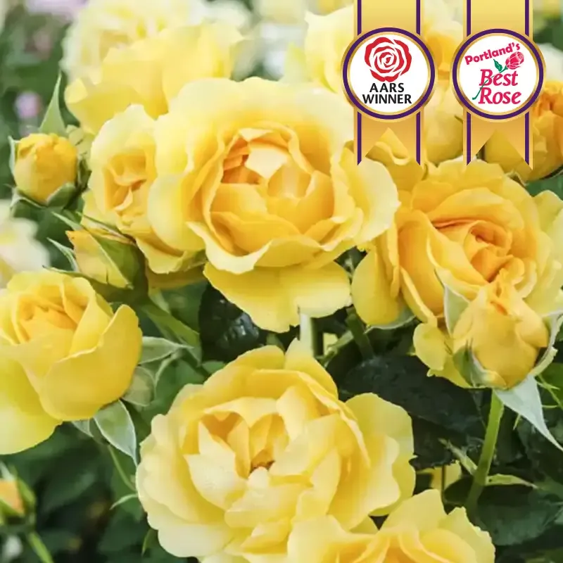 Julia Child Floribunda Rose Plant - Yellow Repeat-Blooming Garden Shrub
