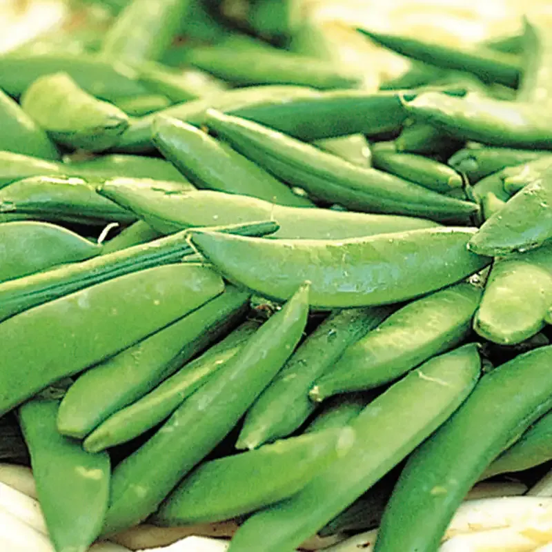 Sugar Ann Snap Pea Seeds - Early Maturing Dwarf Edible Pod Variety