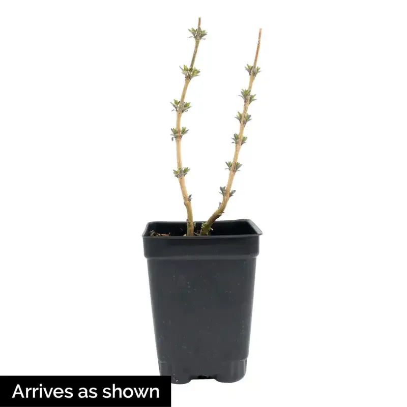 Blue Mist Shrub - Compact Deciduous Ornamental Garden Plant 1