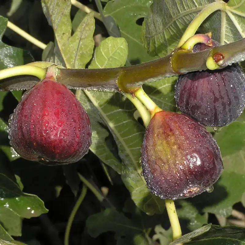 Italian Everbearing Fig Tree - Productive Fruit-Bearing Plant
