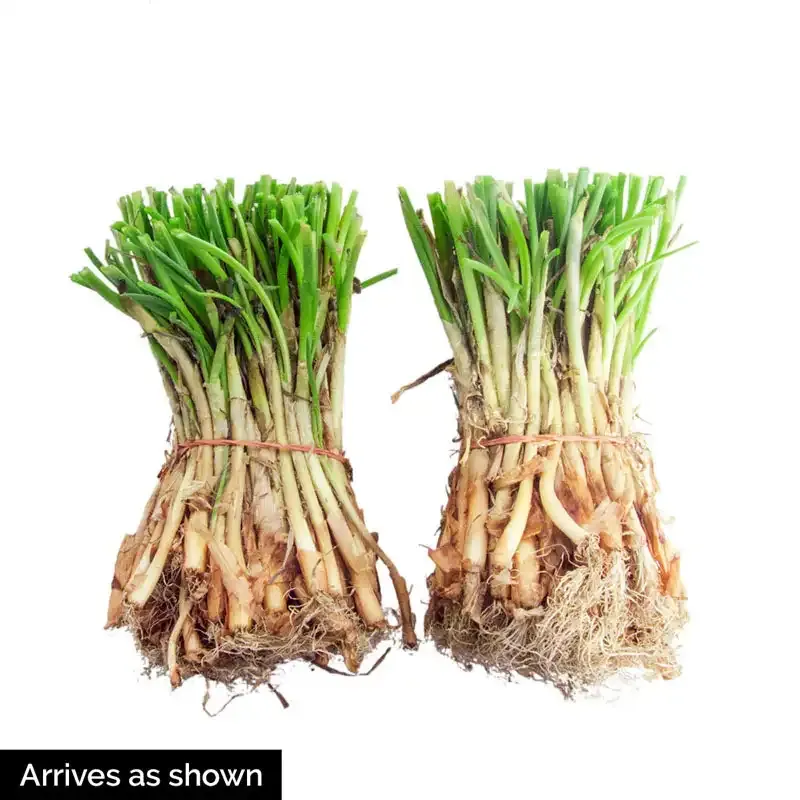 Crystal White Wax Onion Bulbs for Home Gardening 1