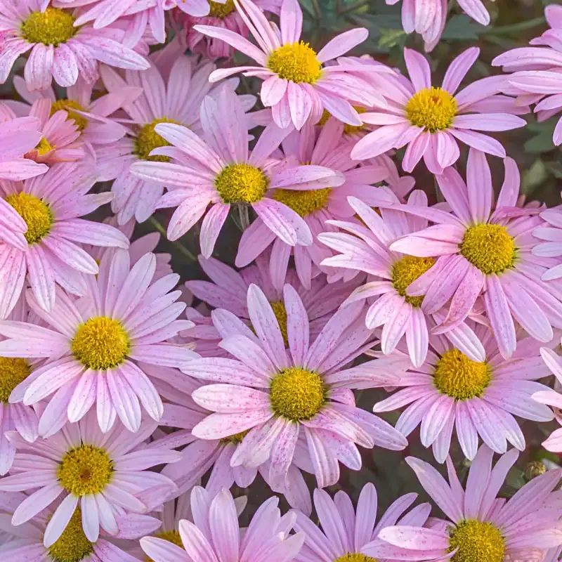 Pink Daisy Mammoth Mum Large Flowering Perennial Chrysanthemum 1