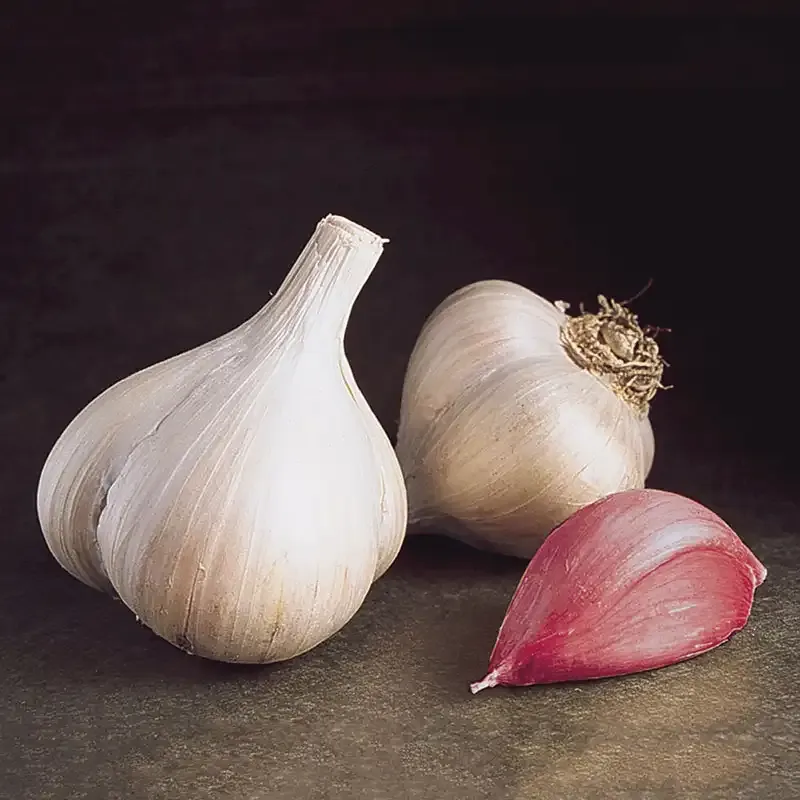 Walla Walla Early Garlic Heirloom Planting Bulbs