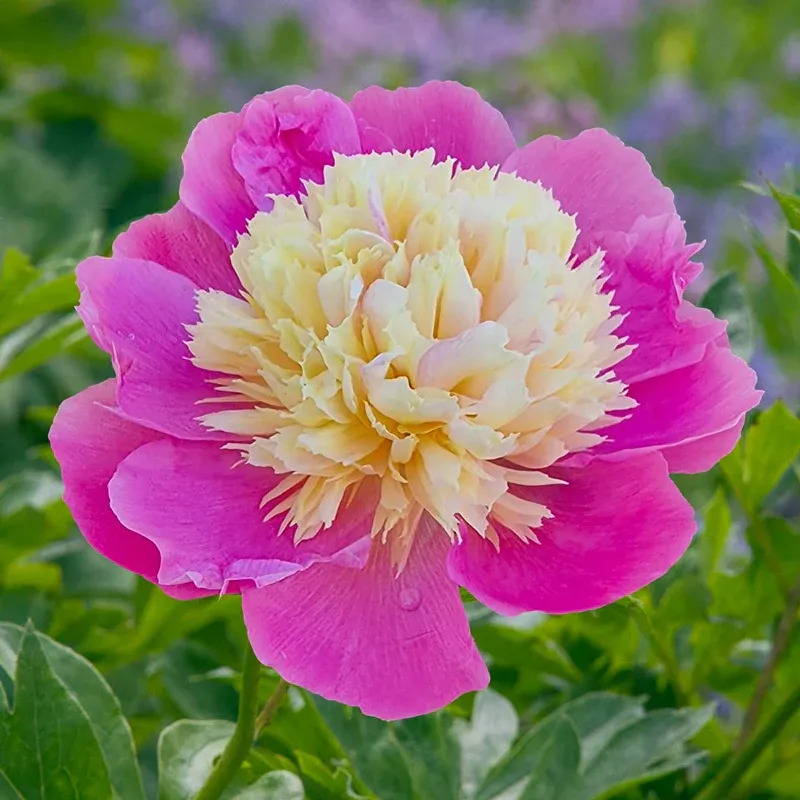 Bowl of Beauty Peony Perennial Bare Root Plant