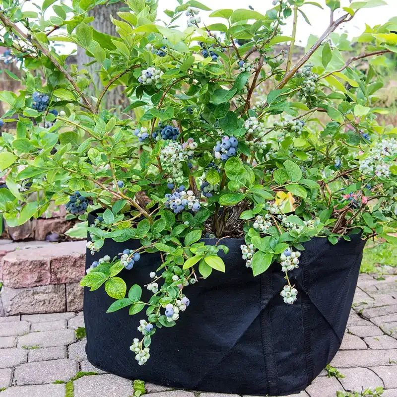 Northern Highbush Blueberry Fruit-Bearing Shrub 4