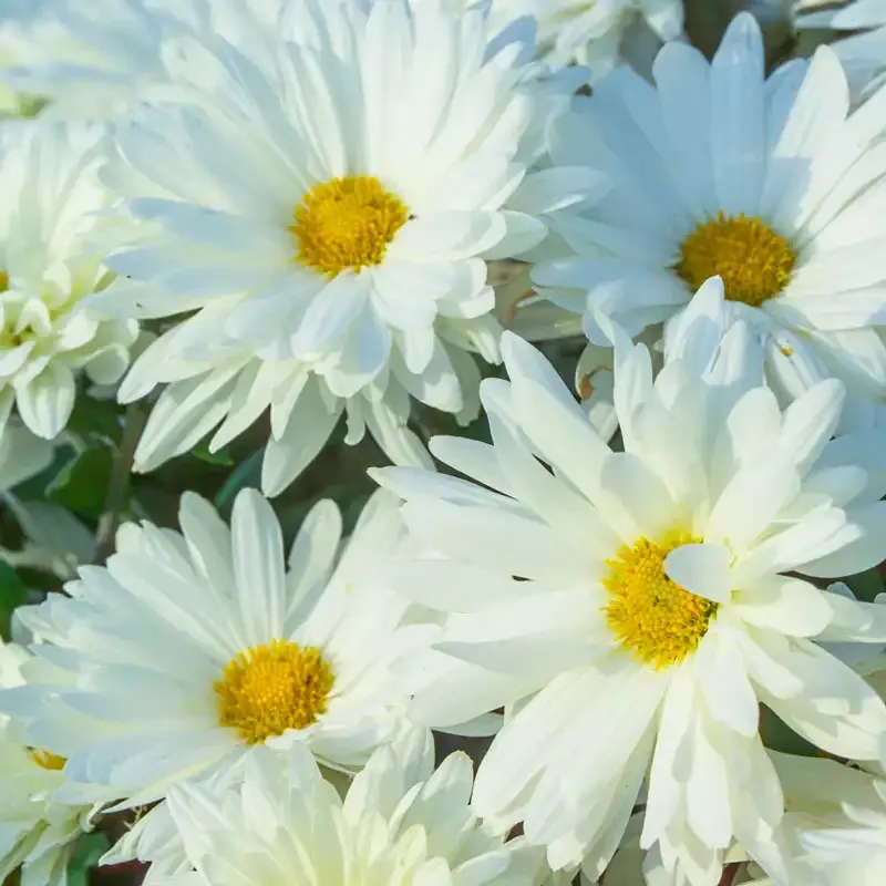 White Daisy Mammoth Mum Large Flowering Chrysanthemum