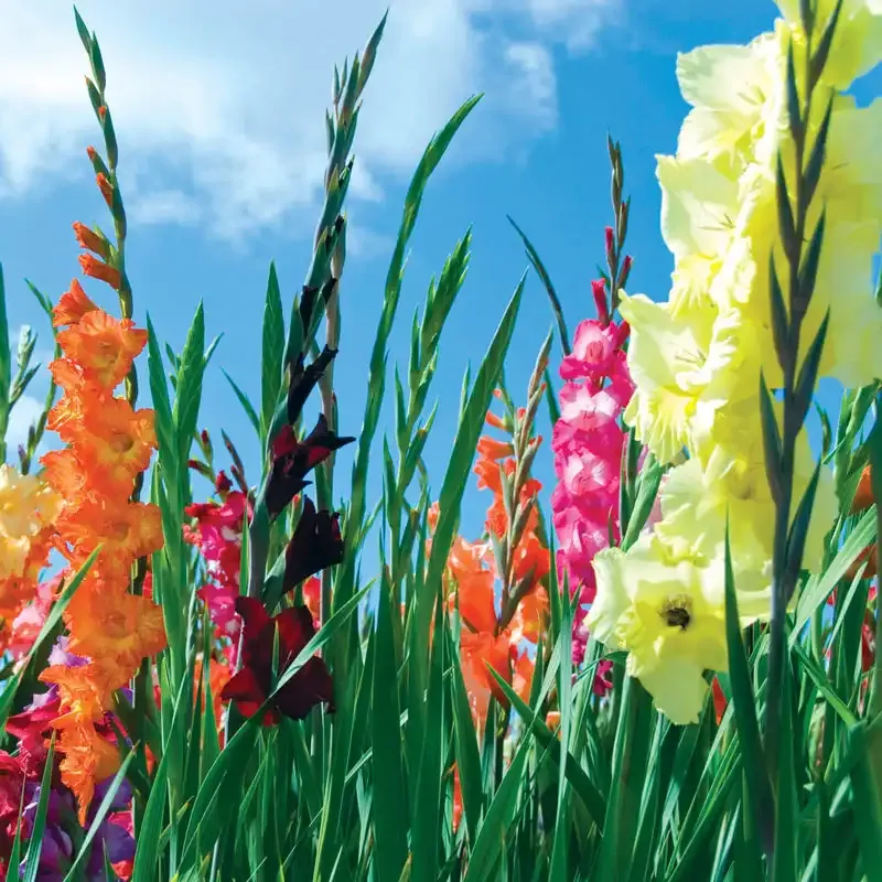 Field Grade Gladiolus Flowering Corms for Garden Landscapes