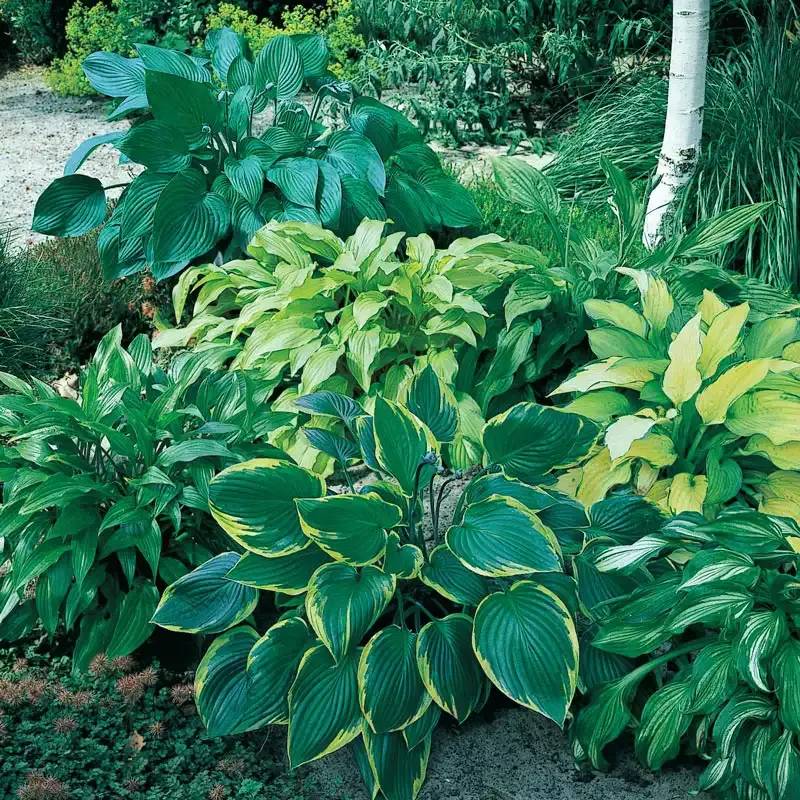 Shady Places Hosta Plant Mix - Shade-Tolerant Perennial Foliage Collection
