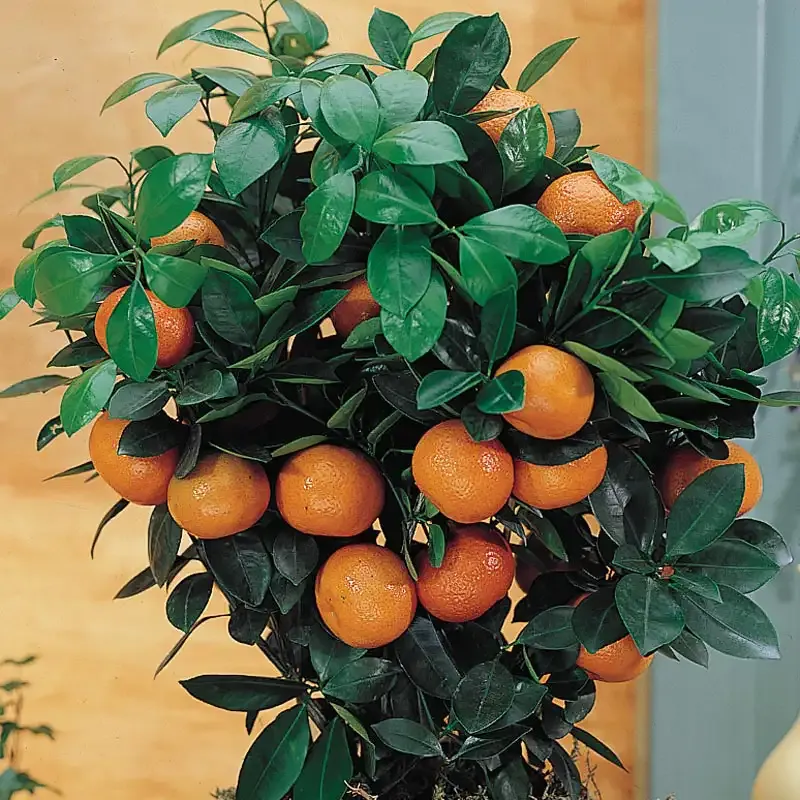 Dwarf Calamondin Orange Plant - Compact Indoor Citrus Tree