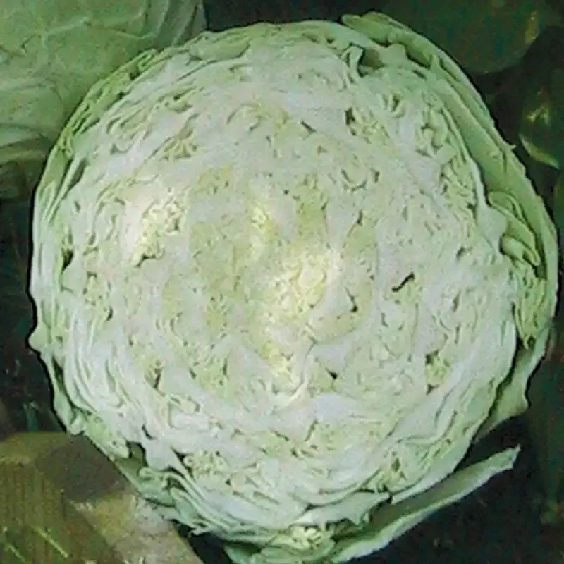 Golden Acre Cabbage Seeds - Early Maturing Heirloom Variety
