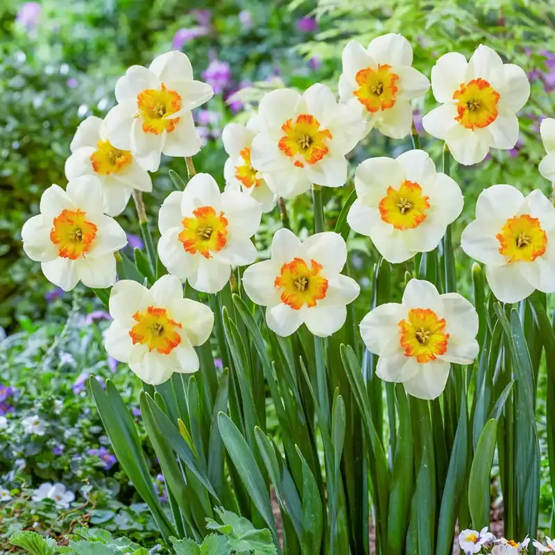 Butterfly Daffodil Decorative Floral Ornament