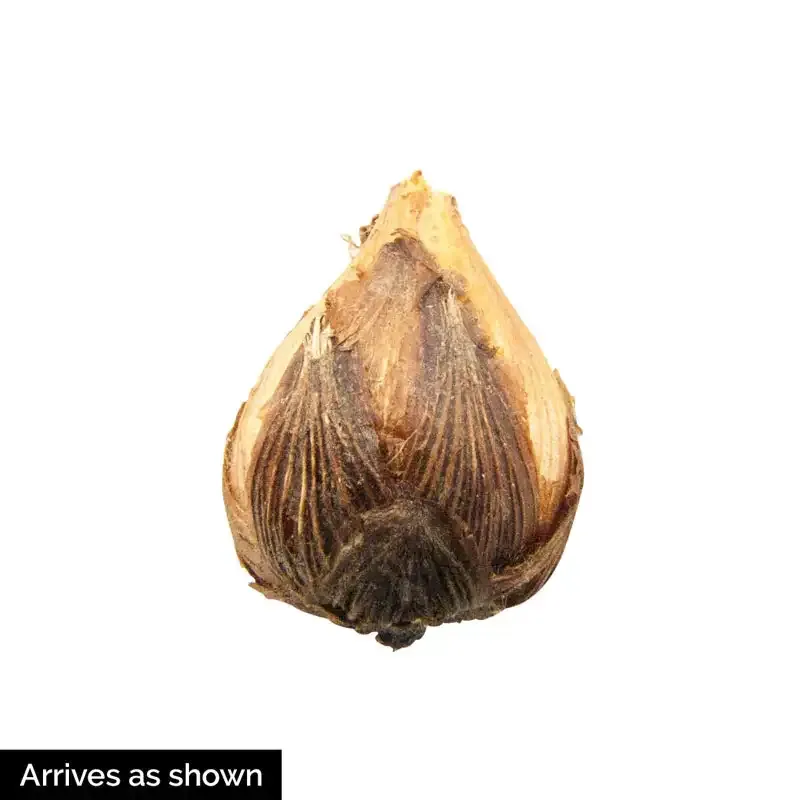 Deer-Resistant Allium Bulbs for Naturalizing Perennial Garden Displays 4