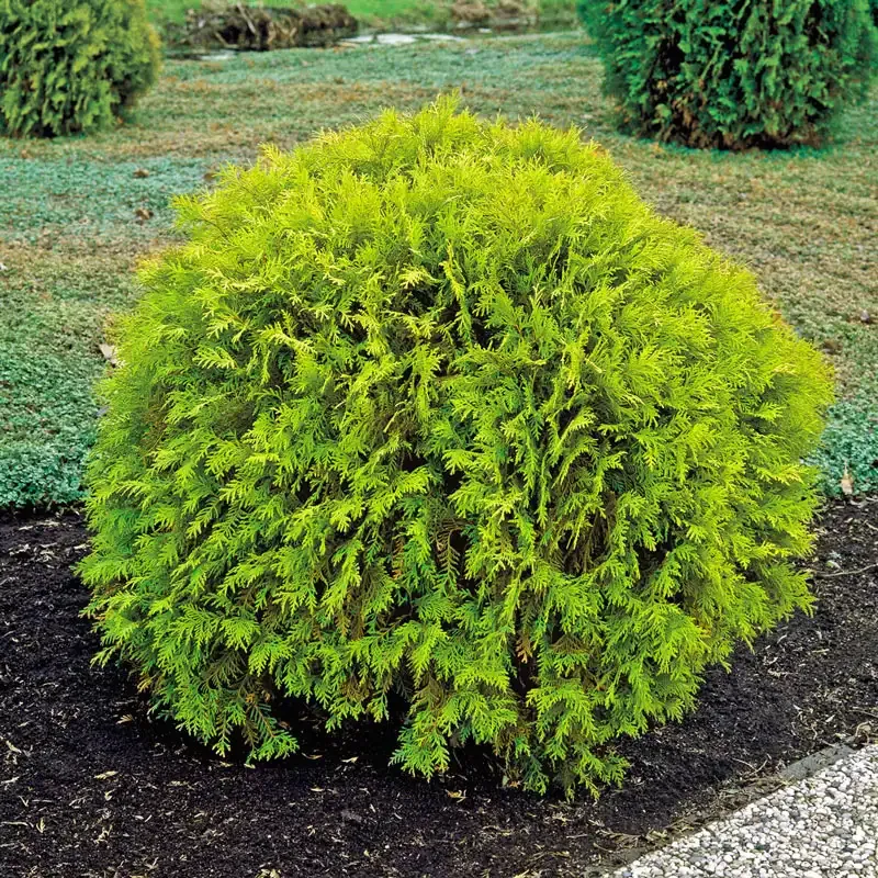 Golden Globe Arborvitae Evergreen Shrub for Privacy Hedging 1